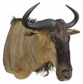 TAXIDERMY COOKSON&#039;S WILDE