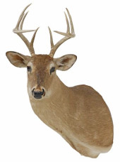TAXIDERMY DEER SHOULDER TROPHY