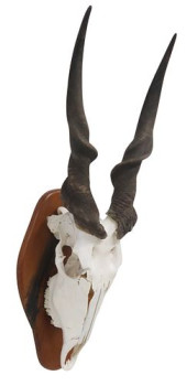 TAXIDERMY ELAND ANTELOPE SKULL