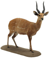 TAXIDERMY FULL BODY CAPE BUSHB