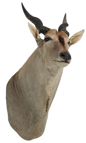 TAXIDERMY GIANT ELAND ANTELOPE