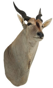 TAXIDERMY GIANT ELAND ANTELOPE