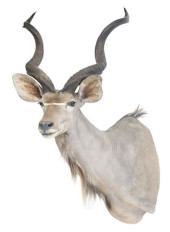 TAXIDERMY, GREATER KUDU SHOULD