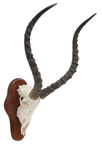 TAXIDERMY IMPALA ANTELOPE SKULL
