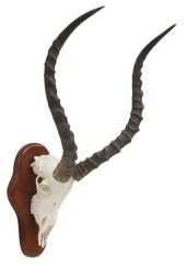TAXIDERMY IMPALA ANTELOPE SKUL