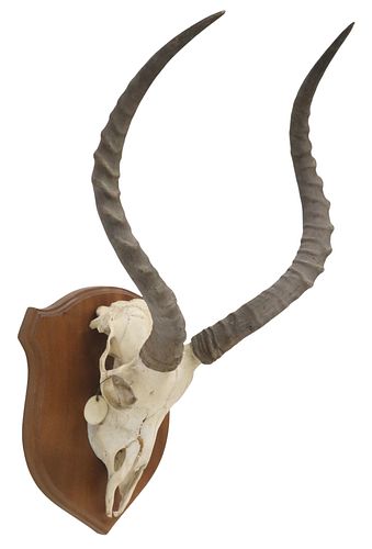 TAXIDERMY IMPALA SKULL TROPHY MOUNT