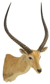 TAXIDERMY KAFUE FLATS LECHWE S