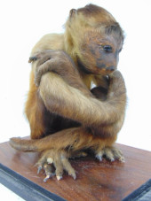 TAXIDERMY MONKEY, IN LUCITE CA