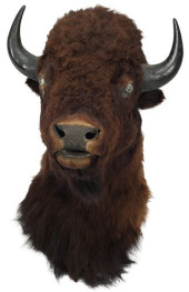 TAXIDERMY NORTH AMERICAN BISON