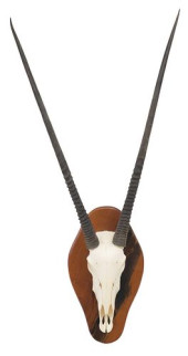TAXIDERMY ORYX GEMSBOKE SKULL