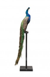 TAXIDERMY PEACOCK MOUNT ON BLA