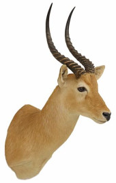 TAXIDERMY PUKU ANTELOPE SHOULD