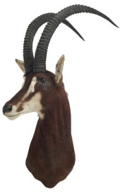 TAXIDERMY SABLE ANTELOPE SHOUL