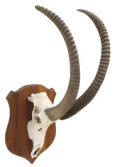 TAXIDERMY SABLE ANTELOPE SKULL