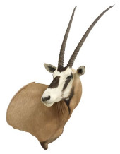 TAXIDERMY SCIMBOK ORYX TROPHY