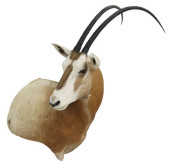TAXIDERMY SCIMITAR ORYX SHOULD