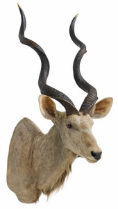 TAXIDERMY SOUTHERN GREATER KUD