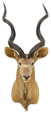 TAXIDERMY SOUTHERN GREATER KUD
