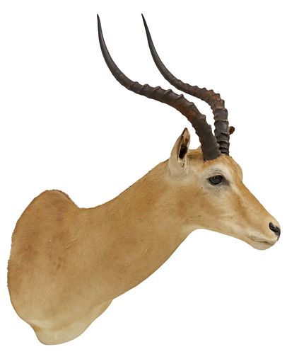 TAXIDERMY SOUTHERN IMPALA
