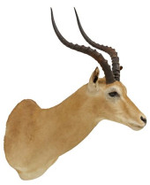 TAXIDERMY SOUTHERN IMPALA SHOU
