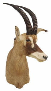 TAXIDERMY SOUTHERN ROAN ANTELO