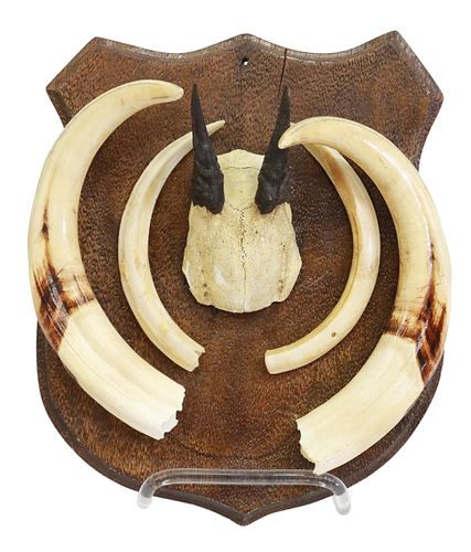 TAXIDERMY TUSKS &AMP; ANTLERS ON
