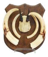 TAXIDERMY TUSKS &AMP; ANTLERS