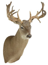 TAXIDERMY WHITETAIL DEER SHOUL