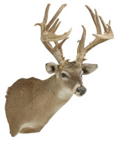 TAXIDERMY WHITETAIL DEER SHOUL