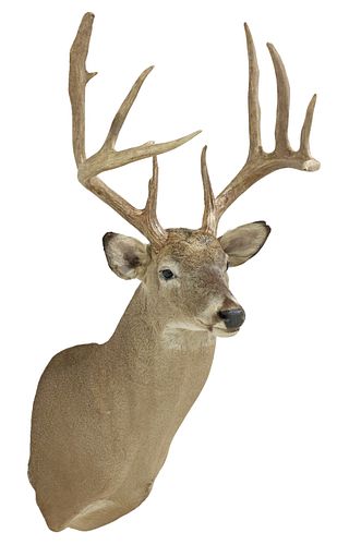 TAXIDERMY WHITETAIL DEER TROPHY