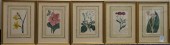 TEN 19TH CENTURY BOTANICAL HAN