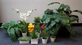 TEN ARTIFICIAL PLANTS AND TWO