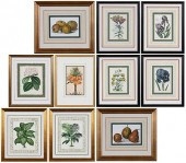 TEN ASSORTED FRAMED BOTANICAL