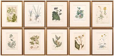 Ten botanical hand colored