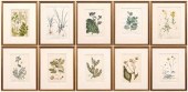 Ten botanical hand colored eng