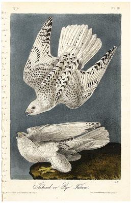 Ten Royal Octavo Audubon prints: