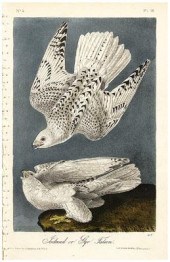 Ten Royal Octavo Audubon print