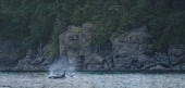 TERRY ISAAC (1958-2019), ORCAS