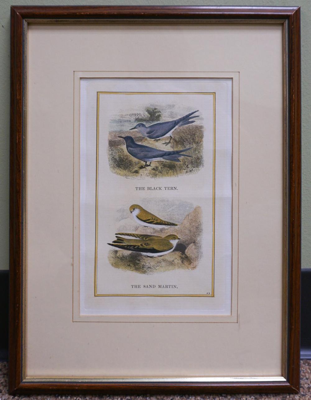 THE BLACK TERN AND THE SAND MARTIN,