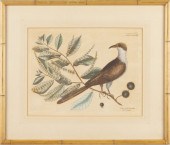 The Cuckoo of Carolina Engravi