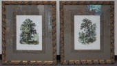 THE ELM AND THE ASH, TWO COLOR