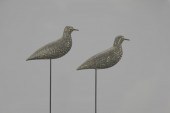 THE ELY-NORCROSS GOLDEN PLOVER