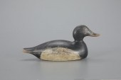 THE EVANS RING-NECKED DRAKEEva