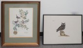 THE LITTLE OWL, ENGRAVING AND