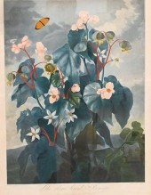 "THE OBLIQUE-LEAVED BEGONIA" F