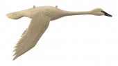 THOMAS LANGAN TRUMPETER SWAN C