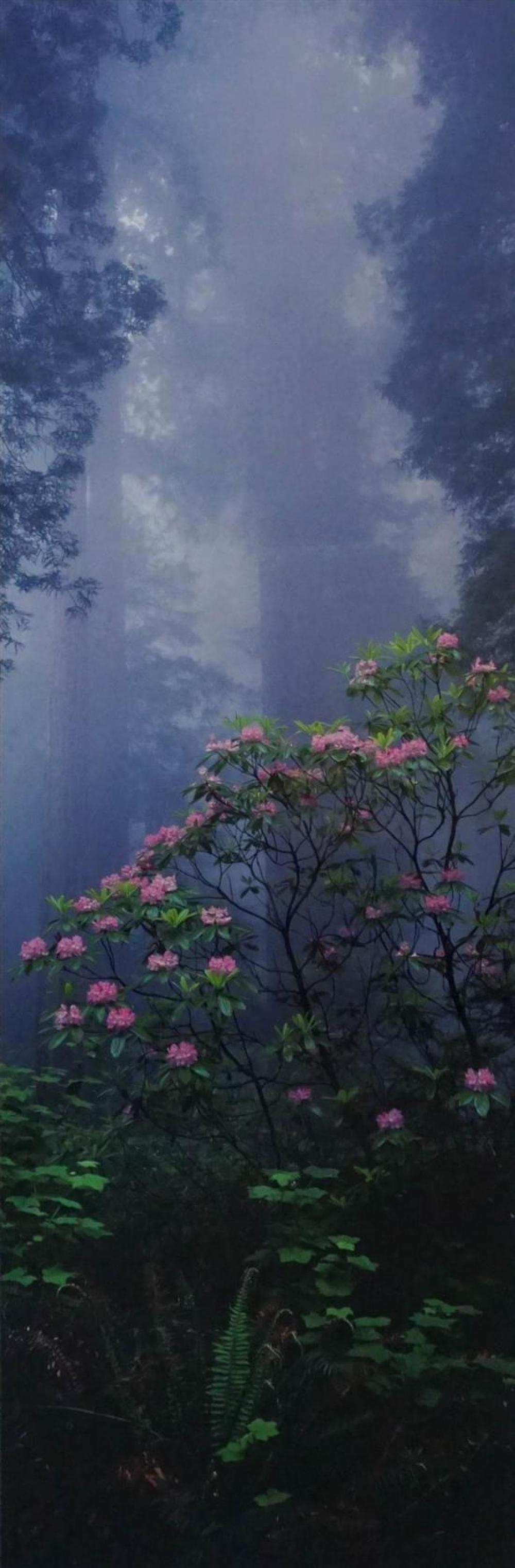 THOMAS MANGELSEN (AMERICAN B.