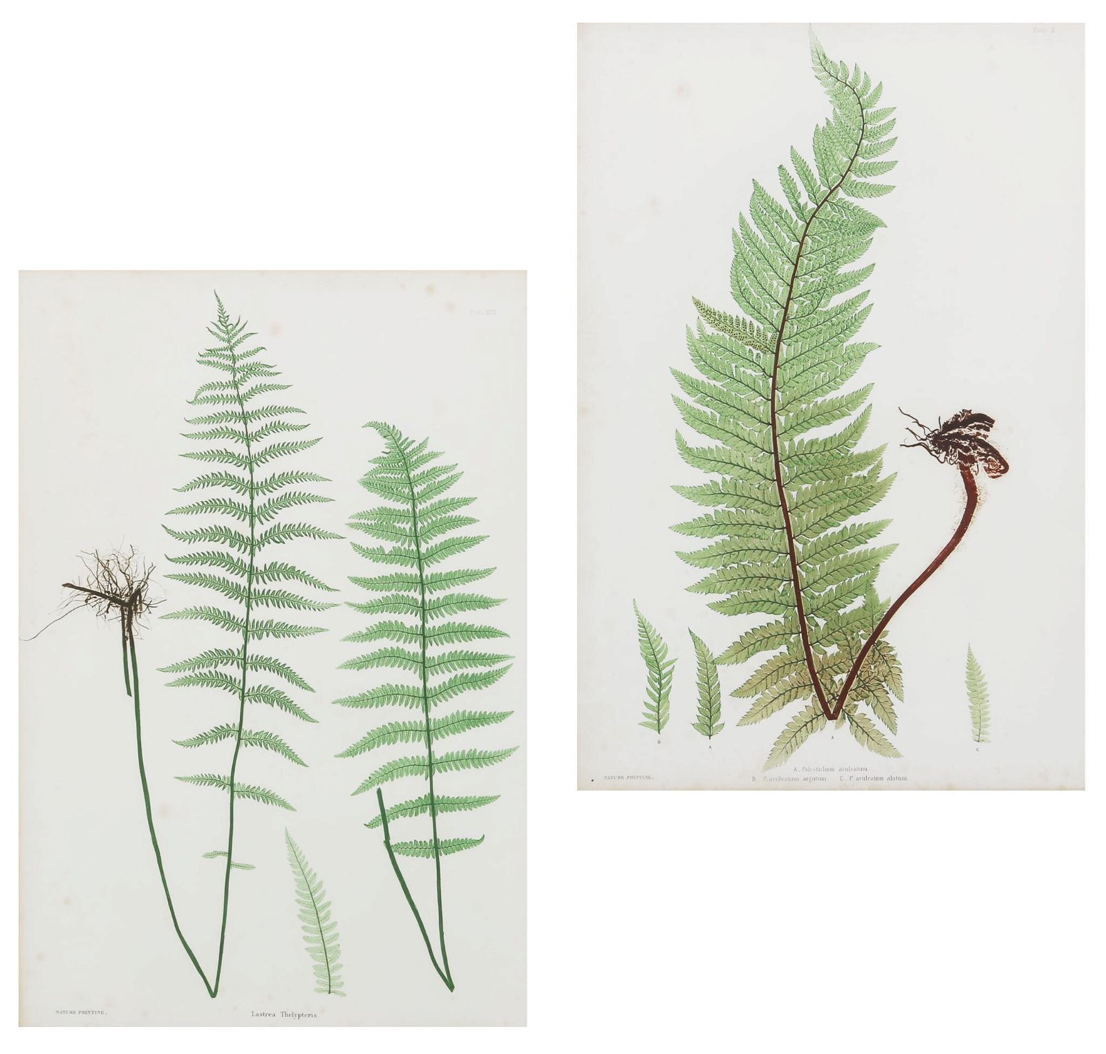 THOMAS MOORE, TWO NATURE-PRINTED