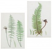 THOMAS MOORE, TWO NATURE-PRINT