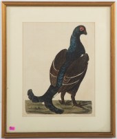 THOMAS PENNANT. "THE BLACK COC
